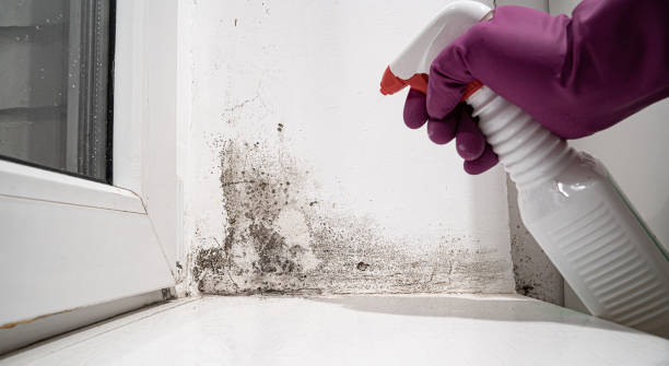 Trusted Loxley, AL Water damage restoration Experts